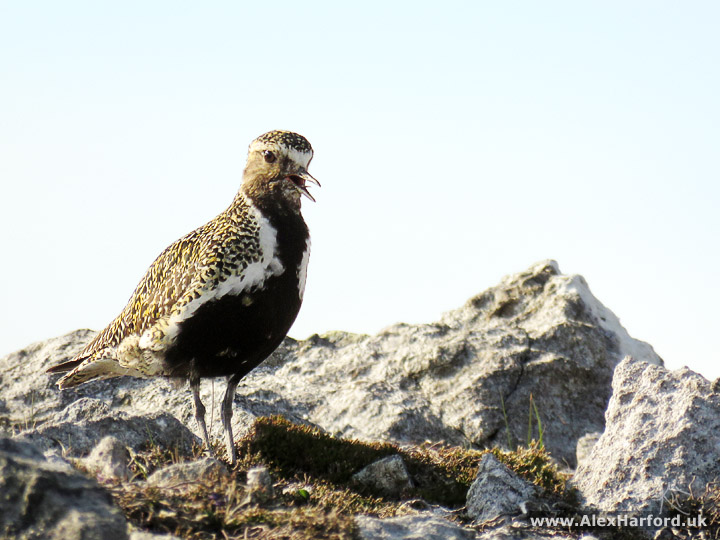 Photo of a golden plover on rocks with its beak open as it calls.