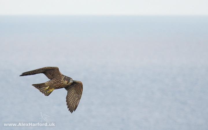 Photo of a falcon in flight backed by a blurred out light blue ocean.
