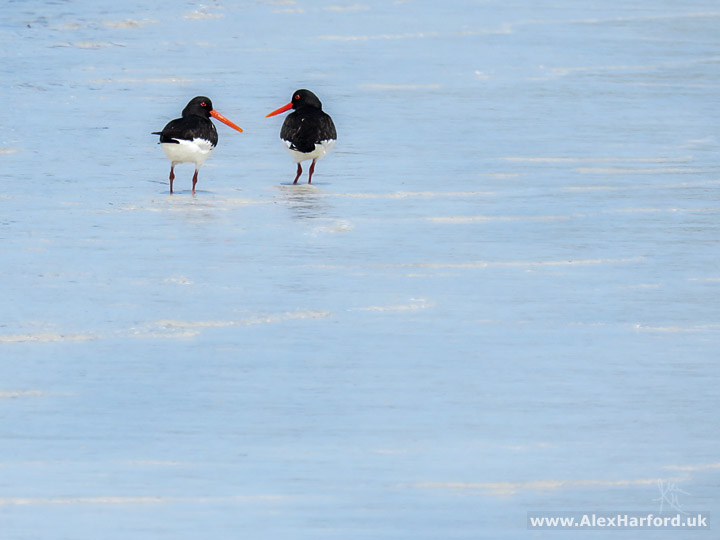 Photo of two oystercatchers with their heads turned to each other, with one orange eye and long orange beaks visible. They stand in pale blue sea.