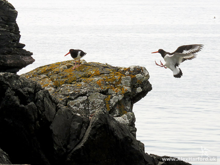 Photo of an oystercatcher in flight to the right, bracing to land on the rocks where another oystercatches stands. Behind the rocks, the sea.