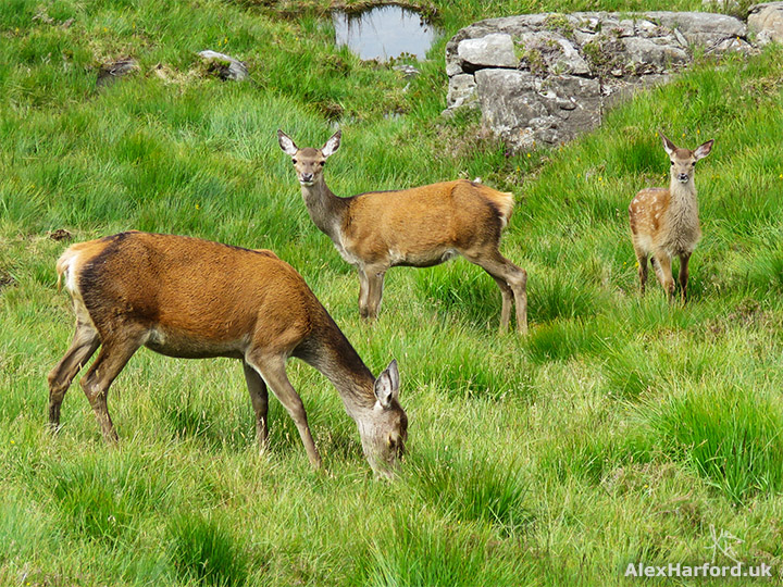 Three red deer closeup on Sgurr na Stri's grassy slopes