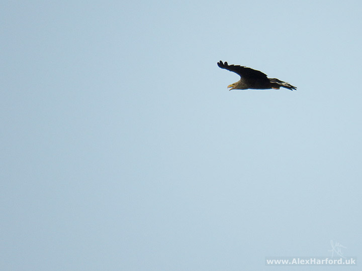 Photo of a sea eagle soaring in a light blue sky.